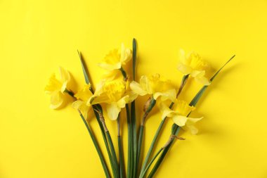 Sarı arka planda güzel nergisler, düz uzanmış