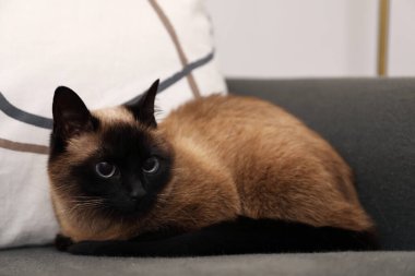 Adorable Thai cat resting on sofa at home
