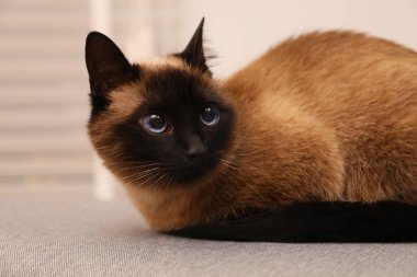 Tapılası Tayland kedisi evde gri kumaşın üzerinde dinleniyor, yakın plan.