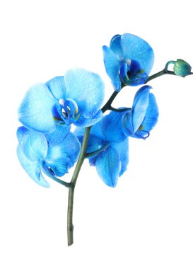 Güzel mavi orkide çiçekleri beyaza izole edilmiş.