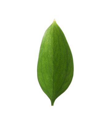 One fresh green Ruscus leaf isolated on white