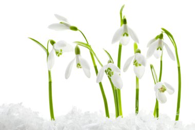 Beautiful snowdrops on snow against white background