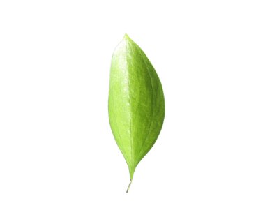 One fresh green Ruscus leaf isolated on white