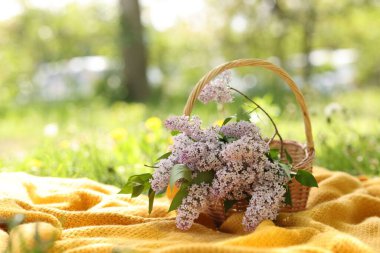 Üzerinde leylak çiçekleri olan hasır sepet ve açık yeşil çimenler üzerinde battaniye. Metin için boşluk