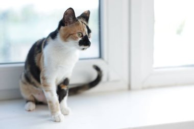 Evde pencere pervazında şirin bir yavru kedi, mesaj için de yer var.