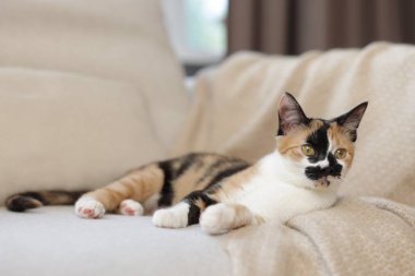 Evdeki kanepede tatlı bir yavru kedi.