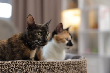 Evde sepetteki şirin yavru tavuklar, seçici odaklanma. Metin için boşluk