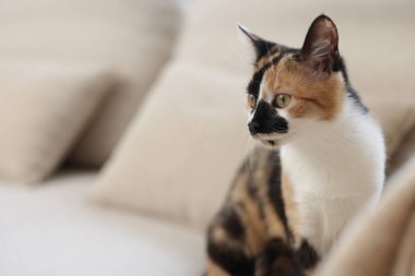 Evdeki kanepede şirin bir yavru kedi, yakın plan. Metin için boşluk