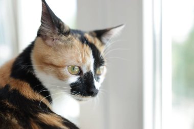 Evdeki pencere pervazında şirin bir yavru kedi, yakın plan. Metin için boşluk