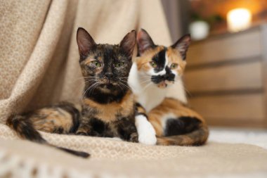 Şirin yavru kediler ve evde yerde battaniye.