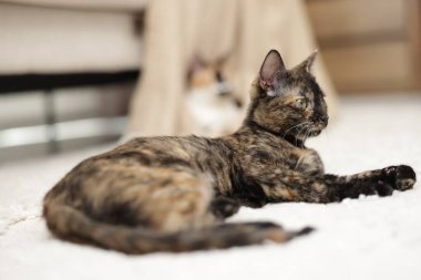 Evde yerde tatlı bir kedi yavrusu var.