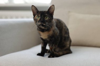 Evdeki kanepede tatlı bir yavru kedi.