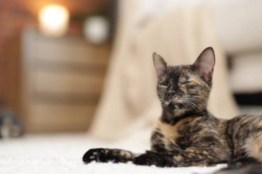 Evde yerde şirin bir yavru kedi var, yakın plan. Metin için boşluk