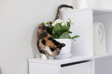 Evdeki şifoniyerde şirin bir yavru kedi var.