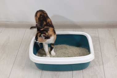 İçerideki çöp tepsisinde şirin bir kedi.