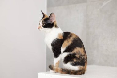 Açık yüzeyde sevimli bir kedi.