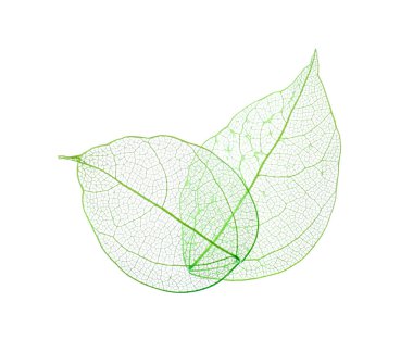 Güzel iskeletleşmiş yapraklar beyaz, üst manzara