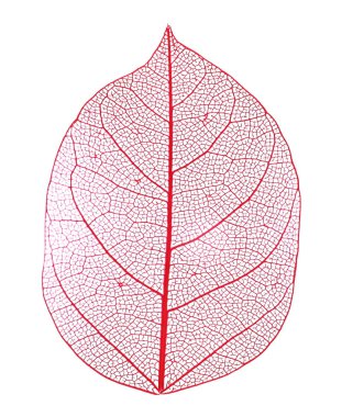 Güzel iskeletleşmiş yaprak beyaza izole edilmiş, üst manzara