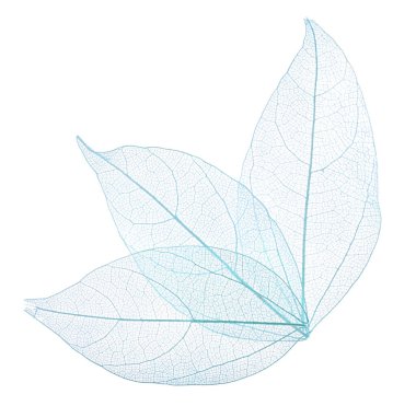 Güzel iskeletleşmiş yapraklar beyaz, üst manzara