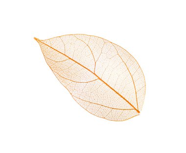 Güzel iskeletleşmiş yaprak beyaza izole edilmiş, üst manzara