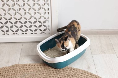 Yerdeki çöp kutusunda sevimli bir kedi.