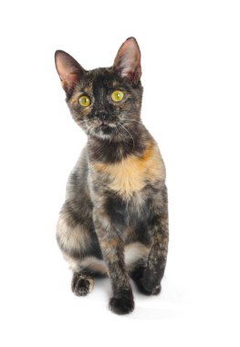 Beyaz arka planda oturan şirin bir kedicik.