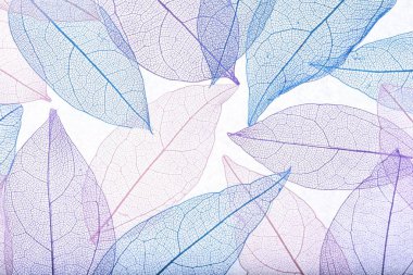 Beyaz arka planda güzel iskeletleşmiş yapraklar, düz uzanmış.