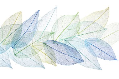 Güzel iskeletleşmiş yapraklar beyaz, üst manzara