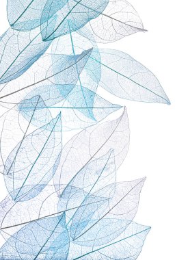 Güzel iskeletleşmiş yapraklar beyaz, üst manzara