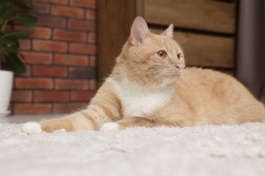 Evde yerde yatan sevimli kızıl kedi.