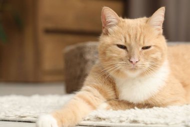 Evde yerde yatan sevimli kızıl kedi, yakın plan. Metin için boşluk