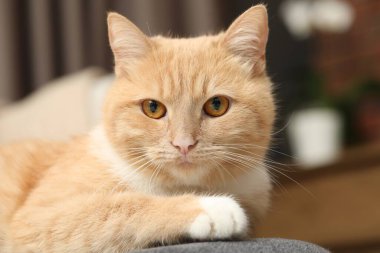 Evdeki sandalyeye uzanmış sevimli kızıl kedi, yakın plan.