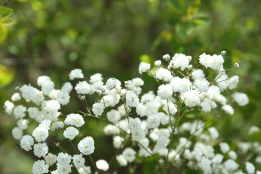 Güzel beyaz çingene çiçekleri, açık havada büyüyor, yakın plan.