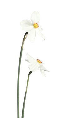 İki güzel renkli nergis beyaza izole edilmiş.