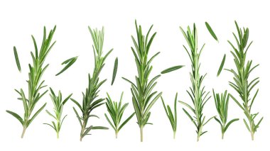 Beyaz üzerine izole edilmiş taze aromatik biberiye, kolaj