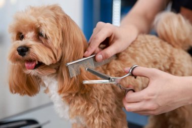 İçeride makasla köpek kılı kesen kadın, yakın plan. Hayvan bakımı.
