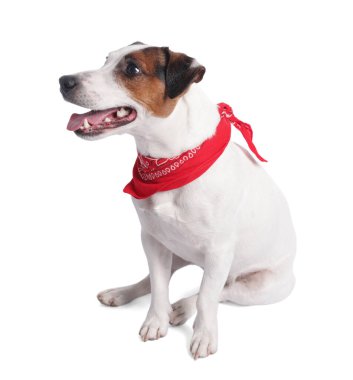 Beyaz arka planda oturan kırmızı bandanalı şirin Jack Russell Terrier köpeği.
