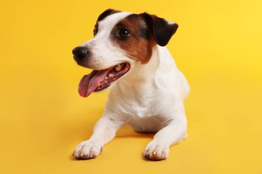 Sarı arka planda şirin Jack Russell Terrier köpeği