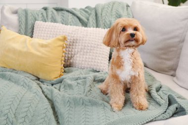 Evdeki kanepede oturan sevimli Maltipoo köpeği.