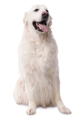 Beyaz arka planda sevimli Golden Retriever köpeği