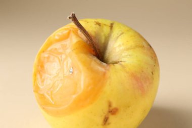 Bej arka planda bir çürük elma, yakın plan.