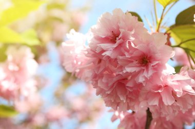 Gökyüzüne karşı pembe çiçeklerle çiçek açan güzel sakura ağacı, yakın plan.
