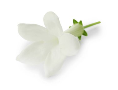 Güzel aromatik yasemin çiçeği beyazda izole edilmiş.