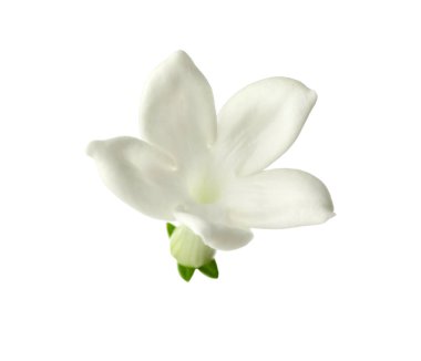 Güzel aromatik yasemin çiçeği beyazda izole edilmiş.