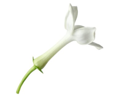 Güzel aromatik yasemin çiçeği beyazda izole edilmiş.