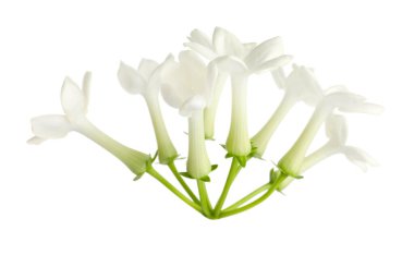 Güzel aromatik yasemin çiçekleri beyazda izole edilmiş.