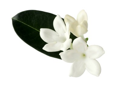 Güzel aromatik yasemin çiçekleri ve yapraklar beyaz üzerine izole edilmiş.