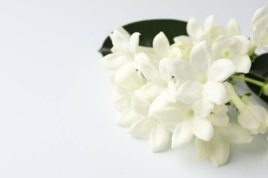 Beyaz arka planda güzel yasemin çiçekleri, yakın plan. Metin için boşluk