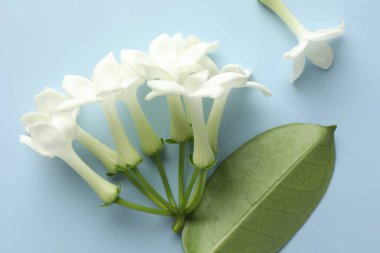 Güzel yasemin çiçekleri ve açık mavi arka planda yeşil yaprak.