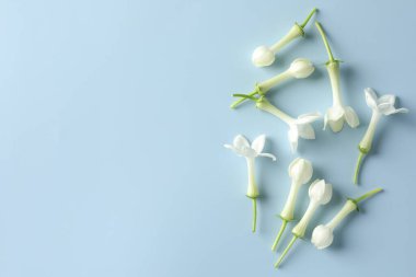 Açık mavi arka planda güzel yasemin çiçekleri, düz uzanmış. Metin için boşluk